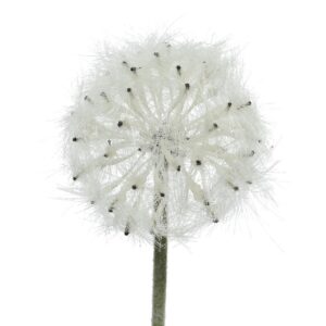 ΛΟΥΛΟΥΔΙ 50CM Beauty Home