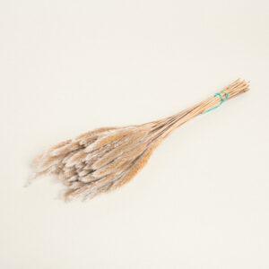 ΜΙΝΙ PAMPAS ΓΚΡΙ ΜΠΕΖ Beauty Home